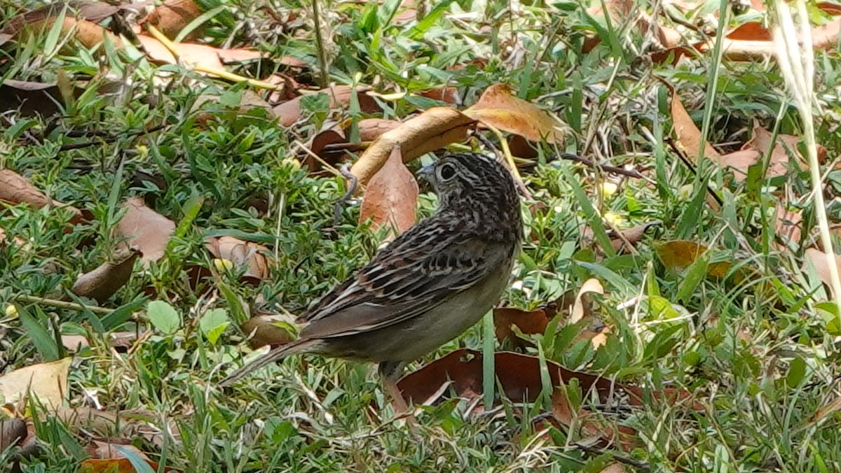 Grasshopper Sparrow - ML618214432