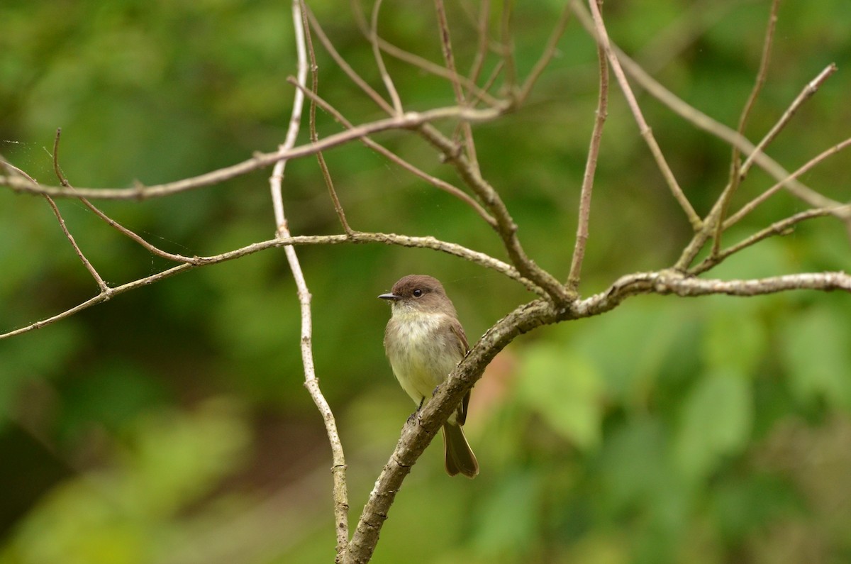 Eastern Phoebe - Elia Testu