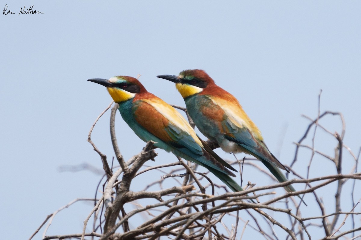 European Bee-eater - Ran Nathan