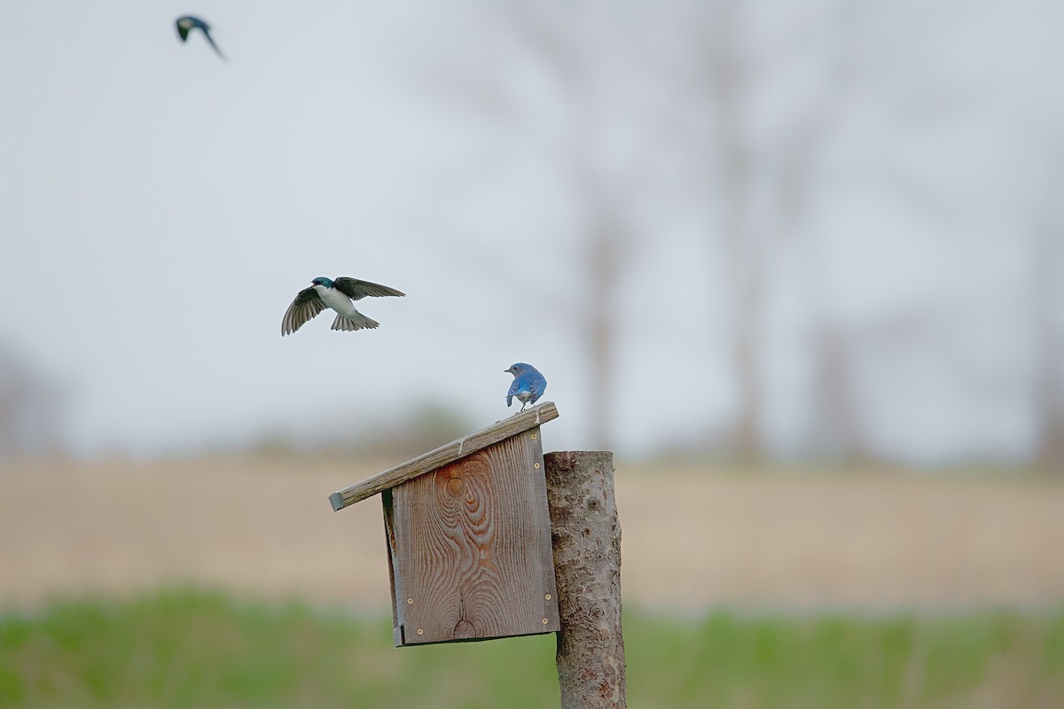 Eastern Bluebird - Osvaldo Araya