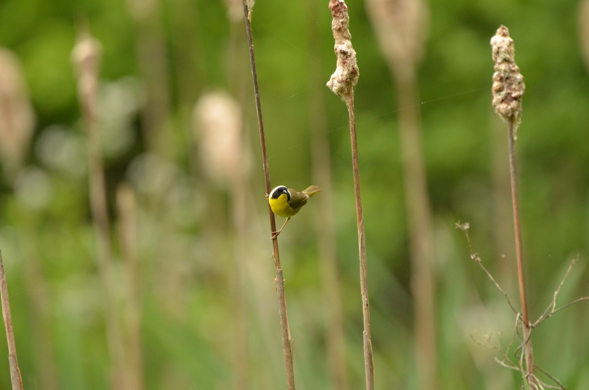 Common Yellowthroat - Elia Testu