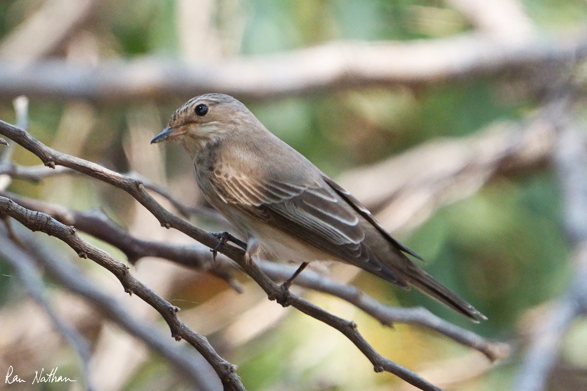 Spotted Flycatcher - Ran Nathan