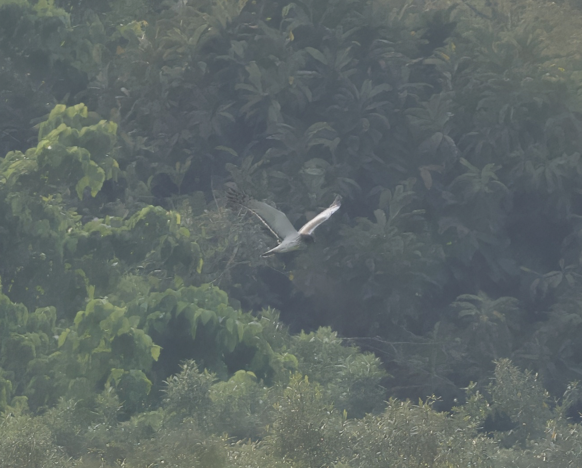 Eastern Marsh Harrier - ML618214482