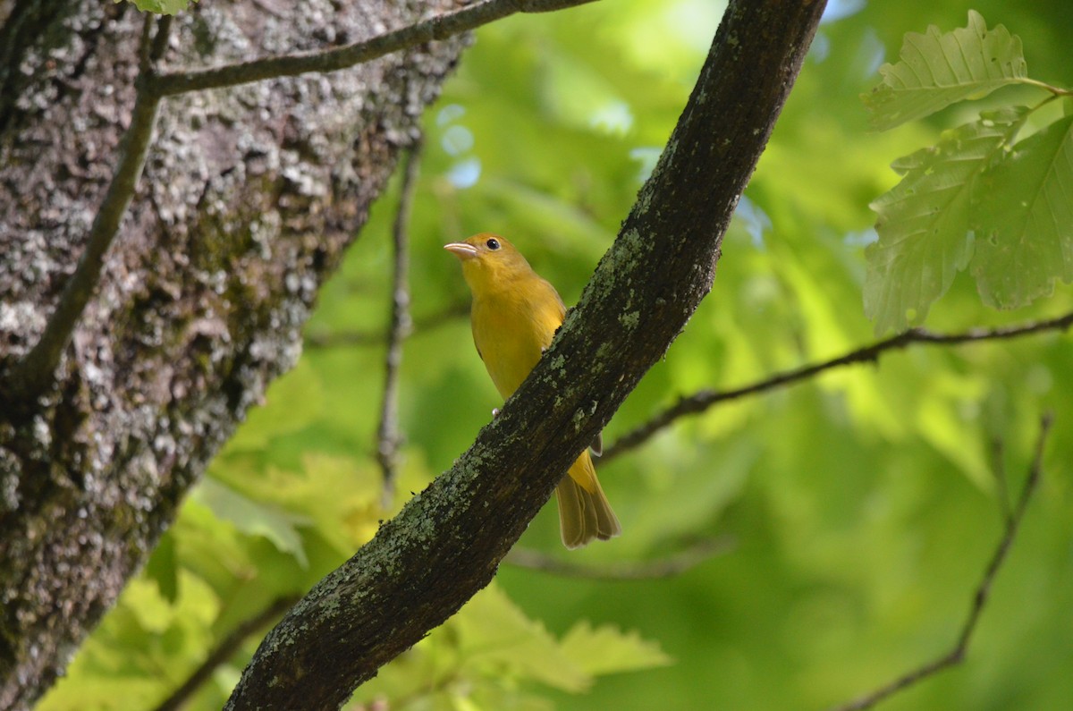 Summer Tanager - Elia Testu