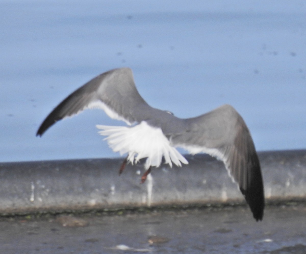 Mouette atricille - ML618214484