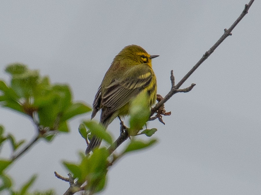 Prairie Warbler - Richard Leonard