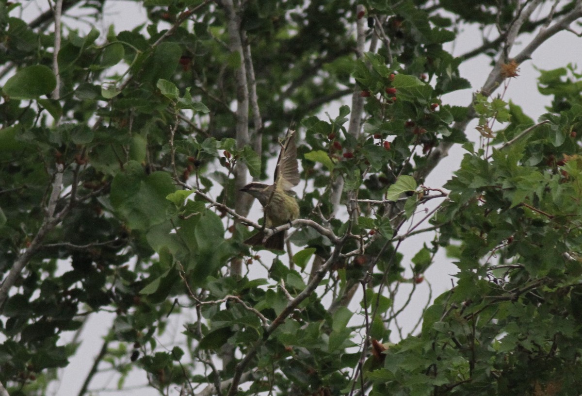 Piratic Flycatcher - Ron Weeks