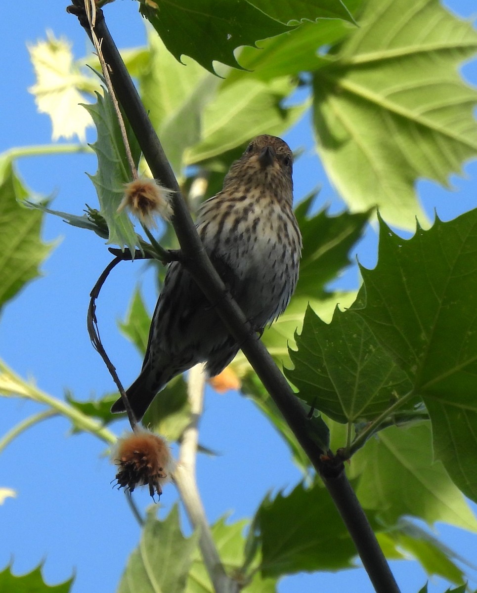 Pine Siskin - ML618214528