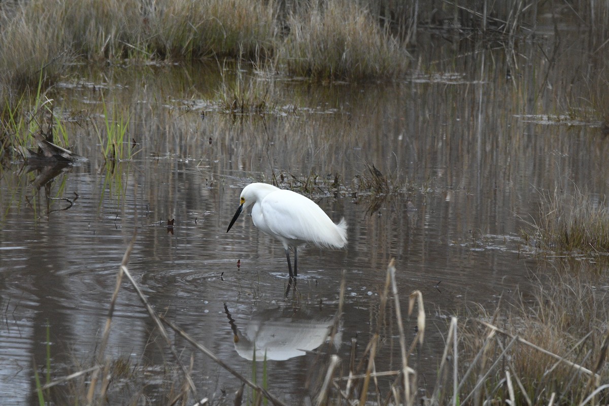 Snowy Egret - Brian Bailey