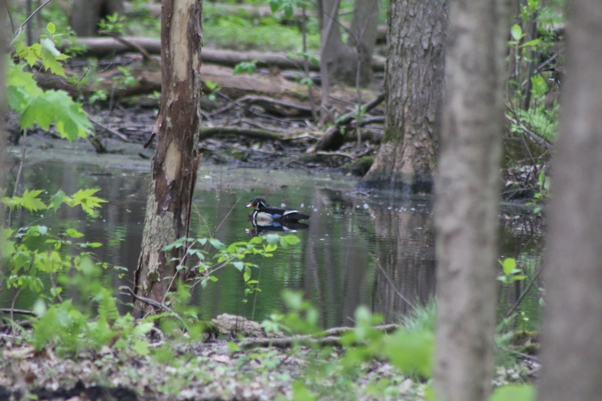 Wood Duck - ML618214563