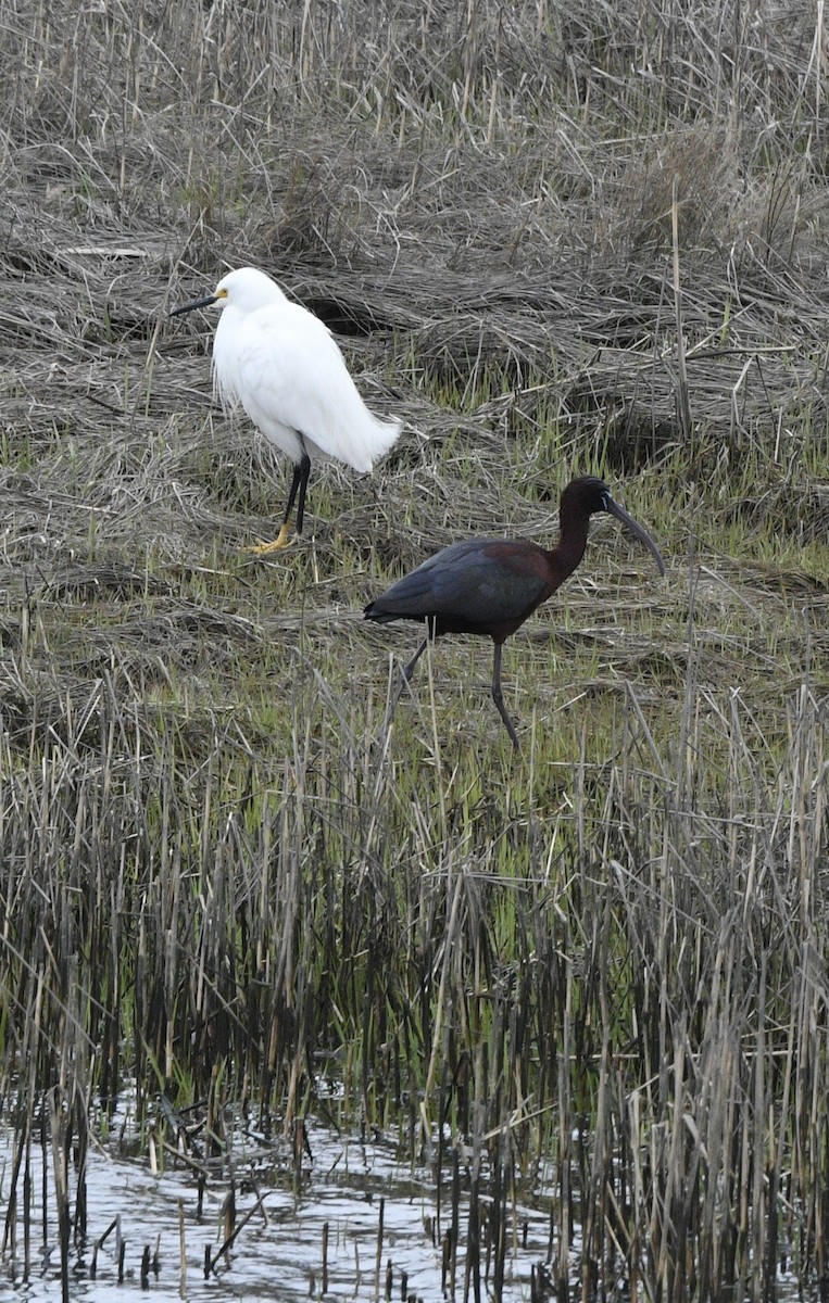 Glossy Ibis - Brian Bailey