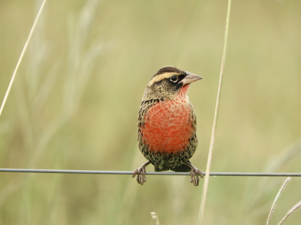 White-browed Meadowlark - Franco Palandri