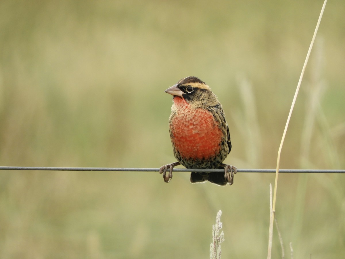 White-browed Meadowlark - Franco Palandri