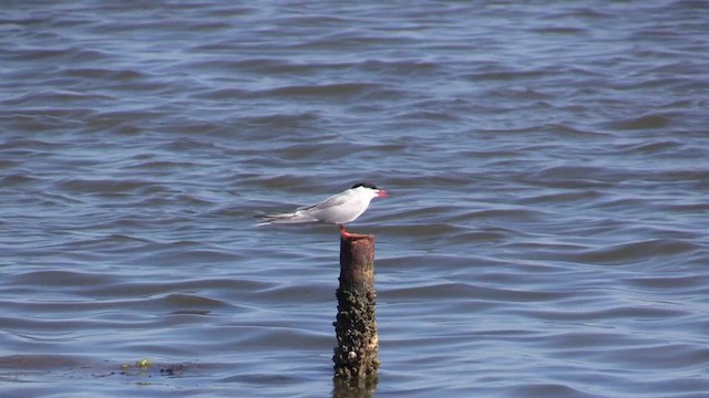 Common Tern - ML618214612