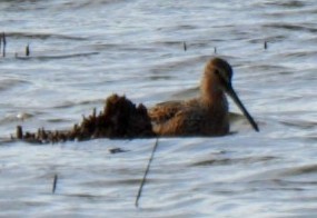 Short-billed/Long-billed Dowitcher - Rhonda Latino