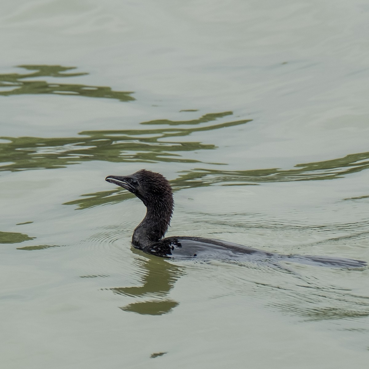 Pygmy Cormorant - Daria Semenova