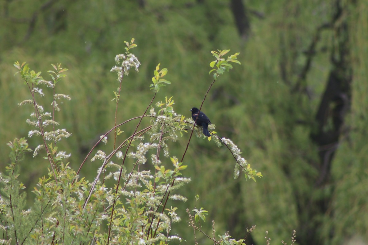 Red-winged Blackbird - Cory Ruchlin