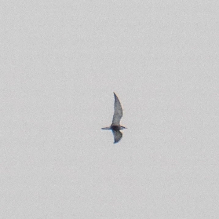 Whiskered Tern - ML618214637