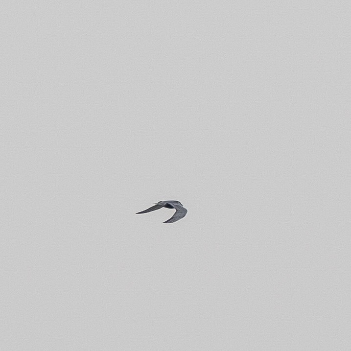 Whiskered Tern - ML618214638