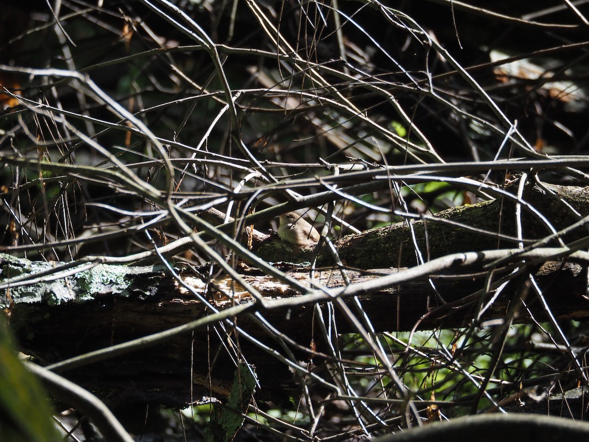 House Wren - david parsley