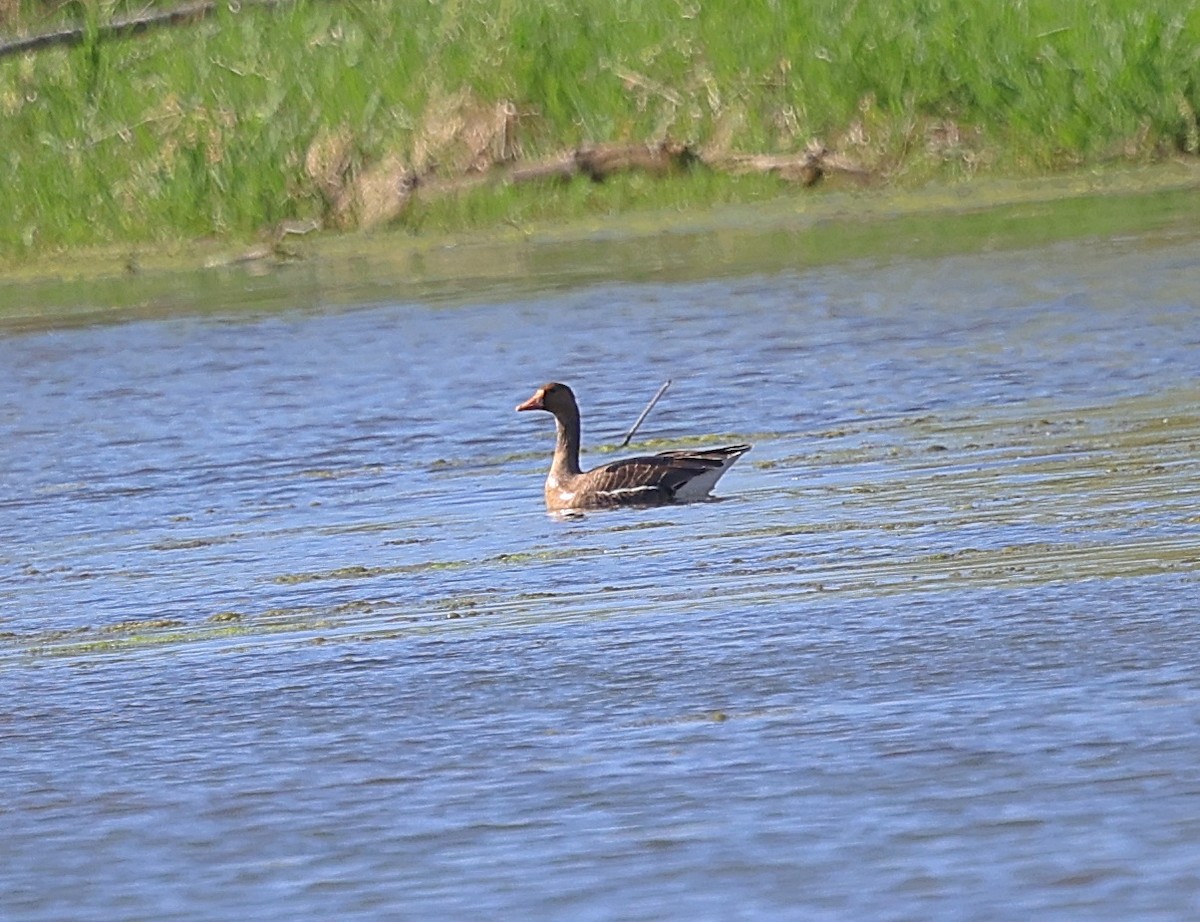 Greater White-fronted Goose - Mark Madsen