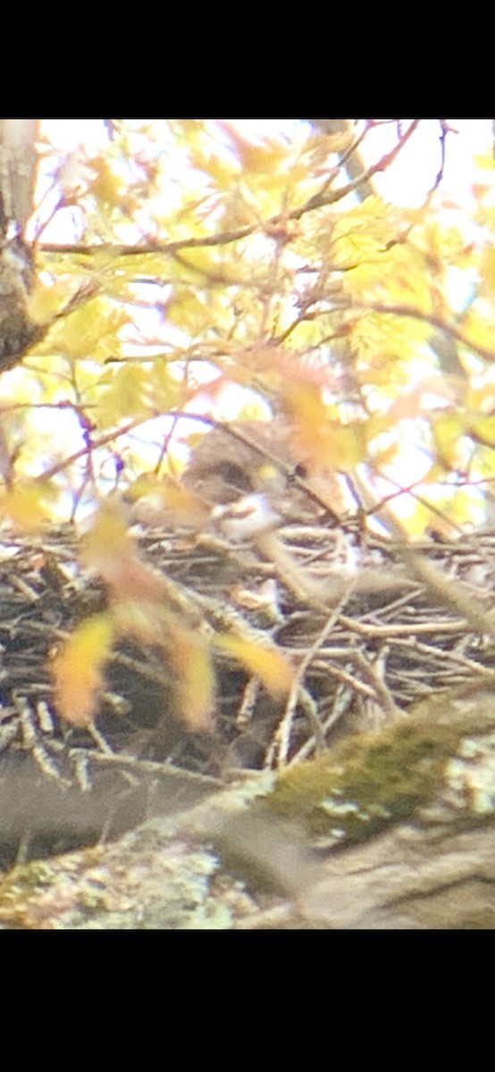 Red-shouldered Hawk - ML618214683