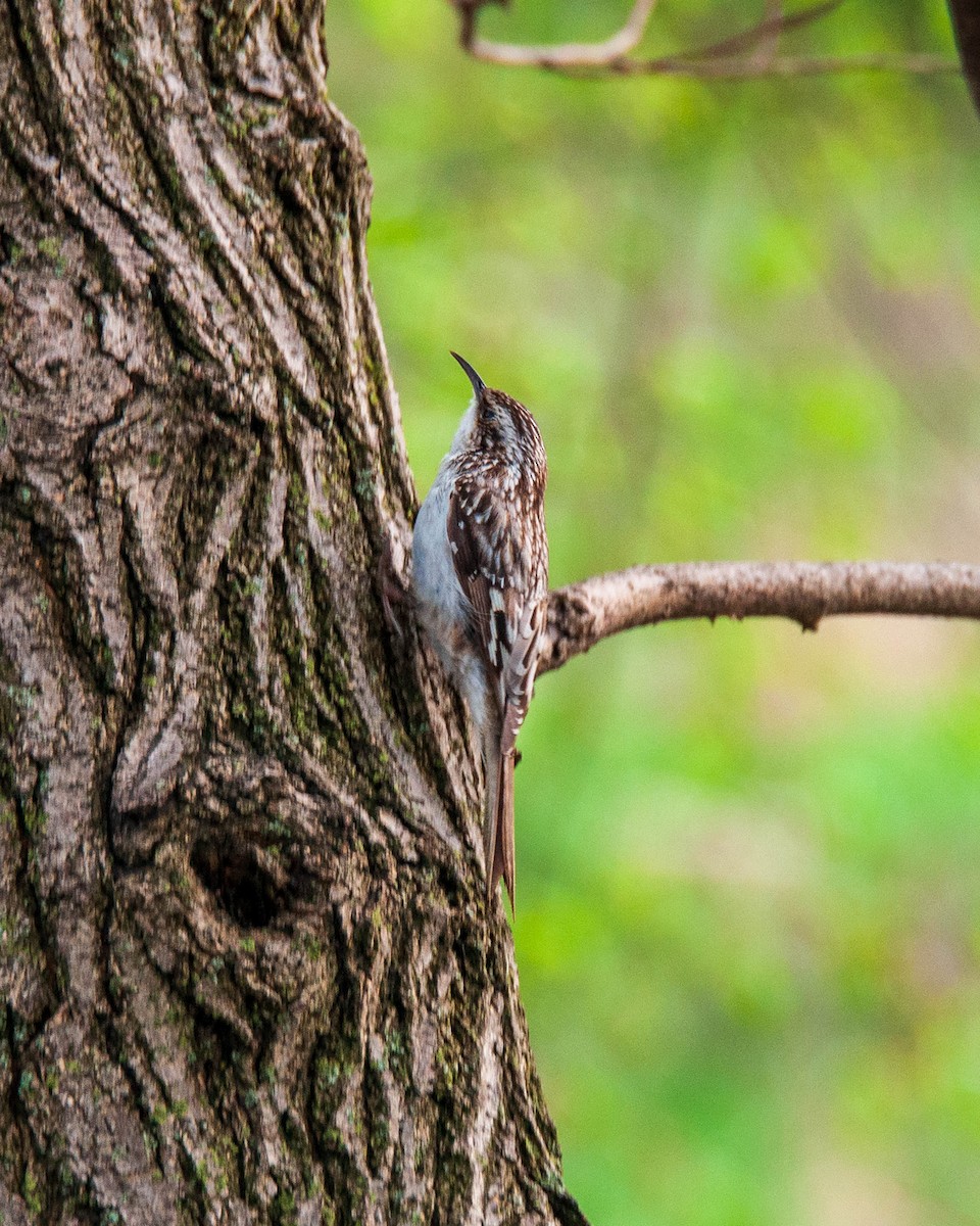 Brown Creeper - Pamela Steiner