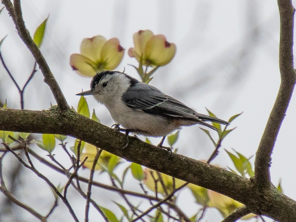 White-breasted Nuthatch - Richard Leonard