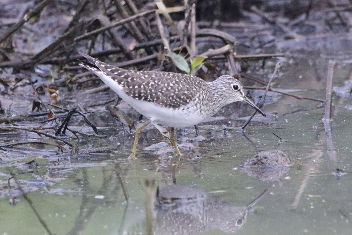 Solitary Sandpiper - John Denice