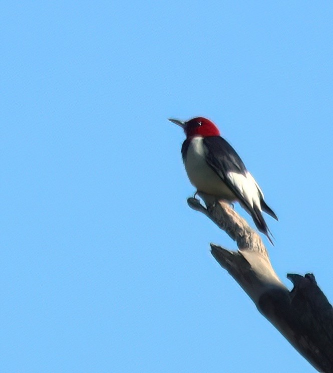 Red-headed Woodpecker - ML618214725