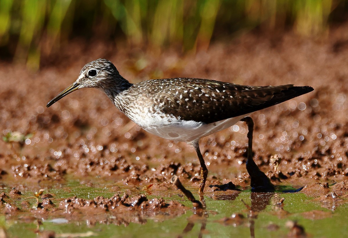 Solitary Sandpiper - Nik Teichmann