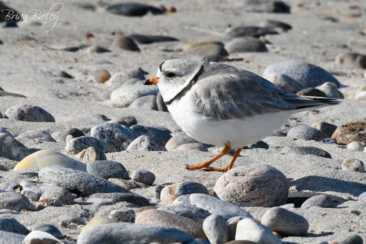 Piping Plover - Brian Bailey