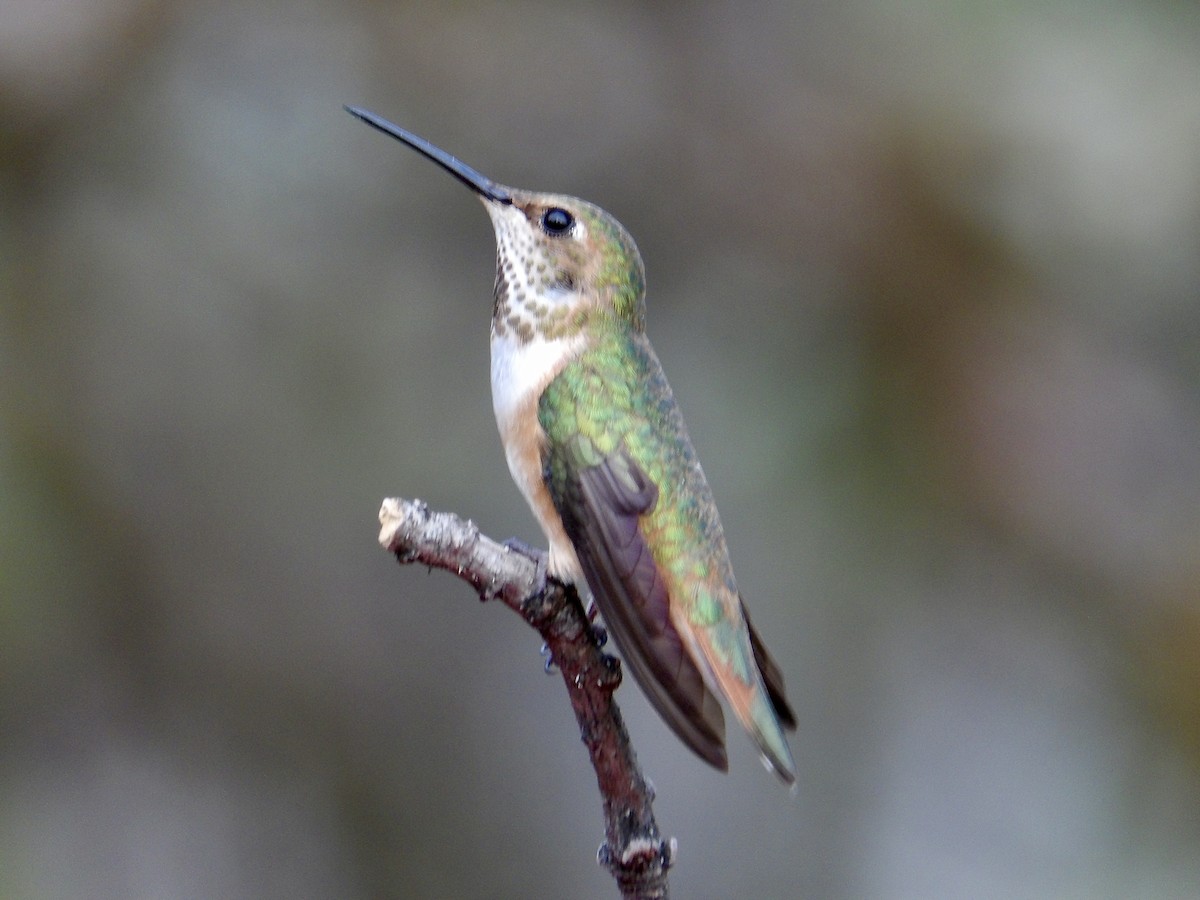 Rufous Hummingbird - Howard Sands