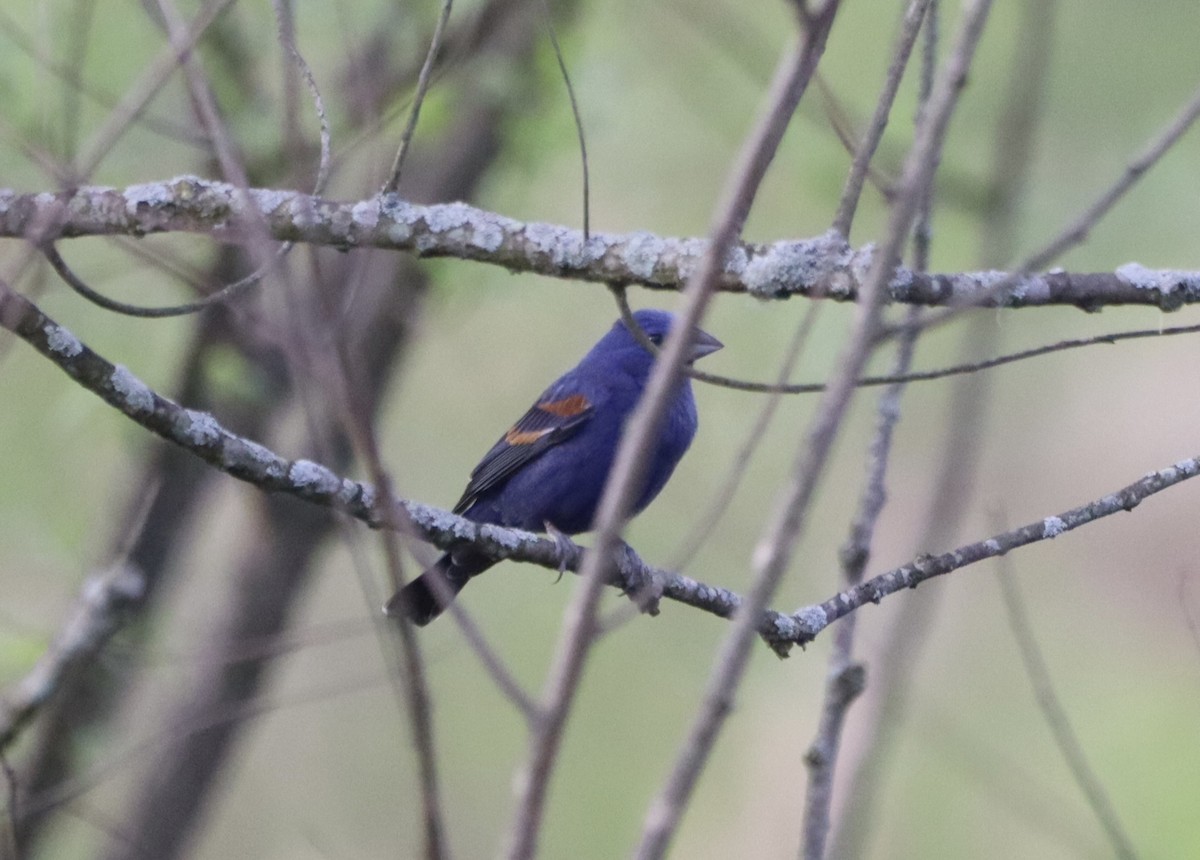 Blue Grosbeak - John Denice