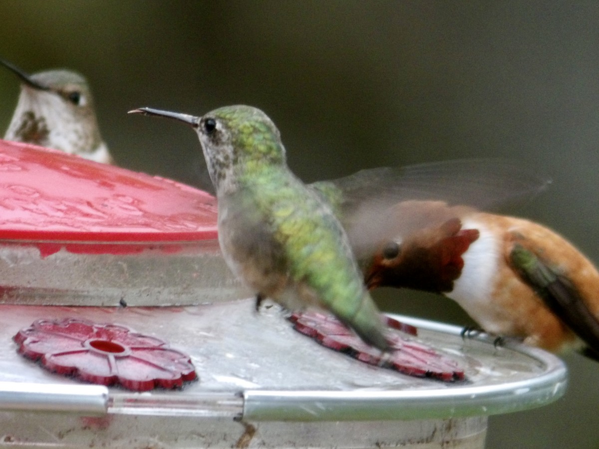 Calliope Hummingbird - Howard Sands