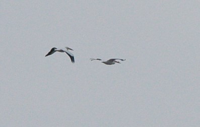 American White Pelican - ML618214829