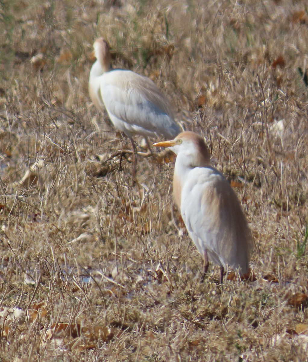 Western Cattle Egret - Merri R