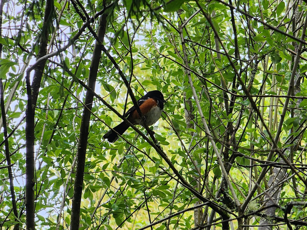 Spotted Towhee - ML618214856