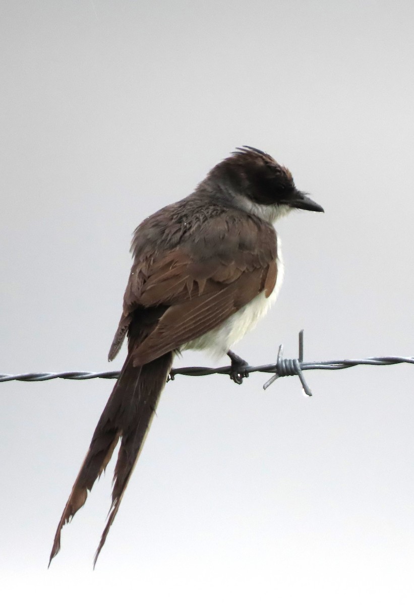 Fork-tailed Flycatcher - Rick Jacobsen