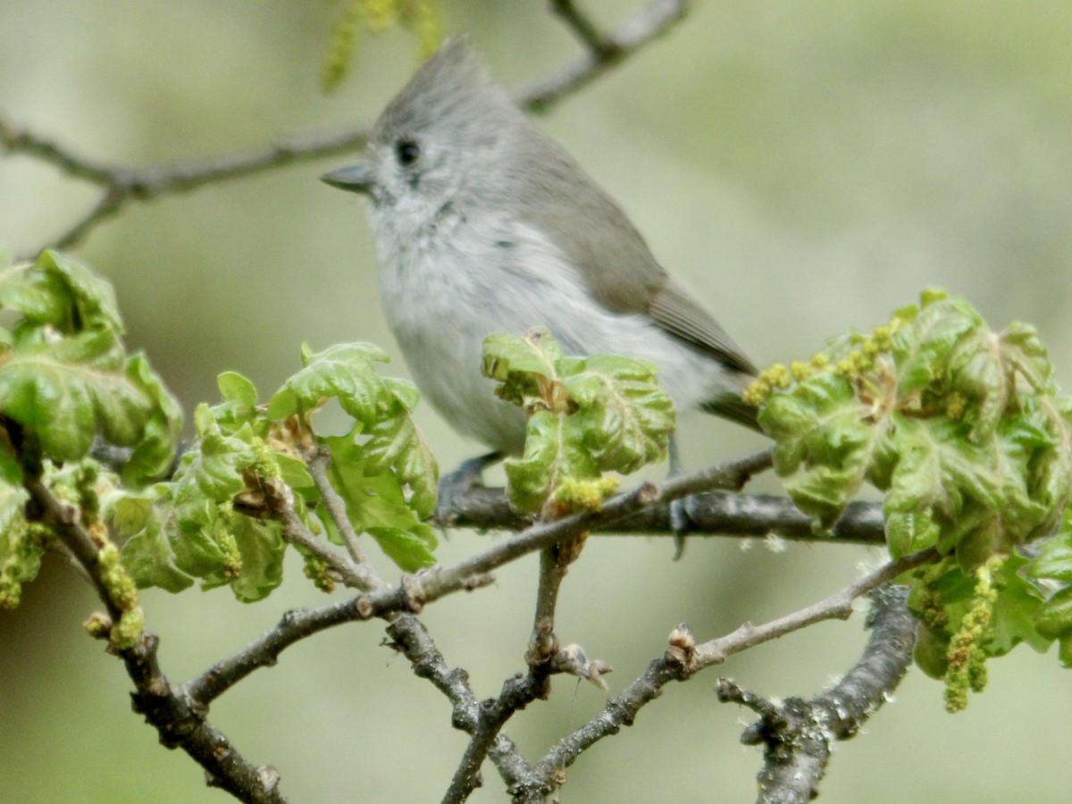 Oak Titmouse - Howard Sands