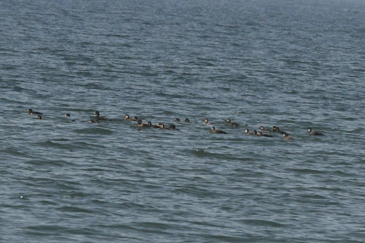 Black Scoter - Brian Bailey