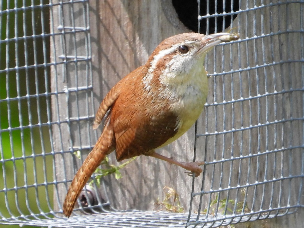 Carolina Wren - Mike Cianciosi