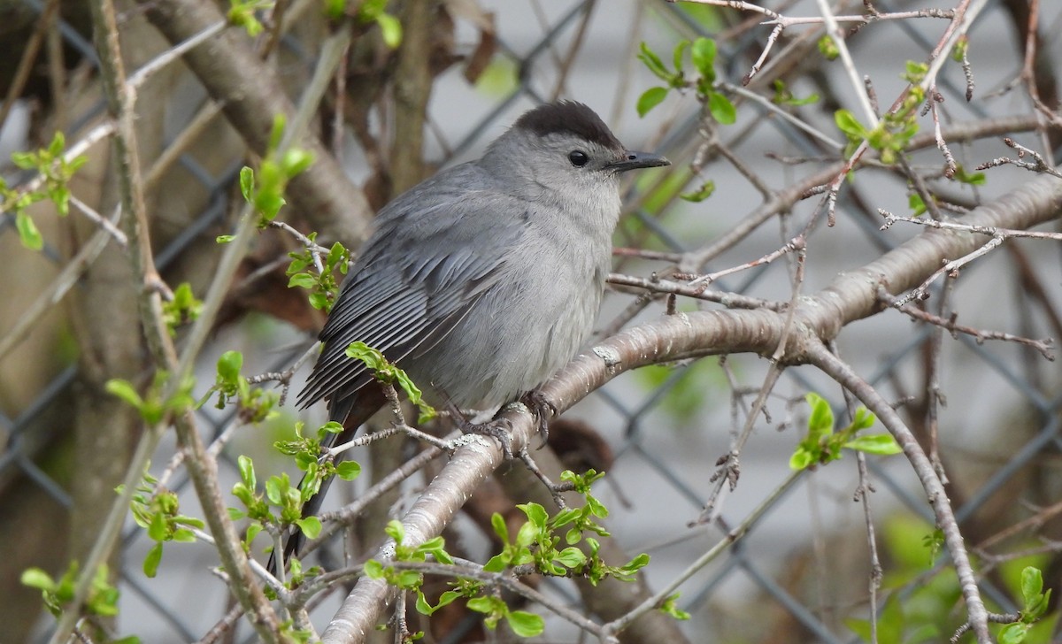 Gray Catbird - Dianne Croteau- Richard Brault