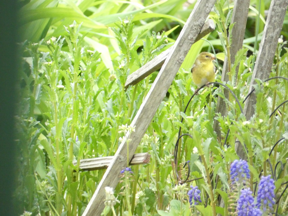 American Goldfinch - ML618214936