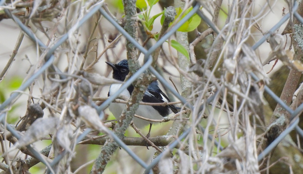 Black-throated Blue Warbler - Dianne Croteau- Richard Brault