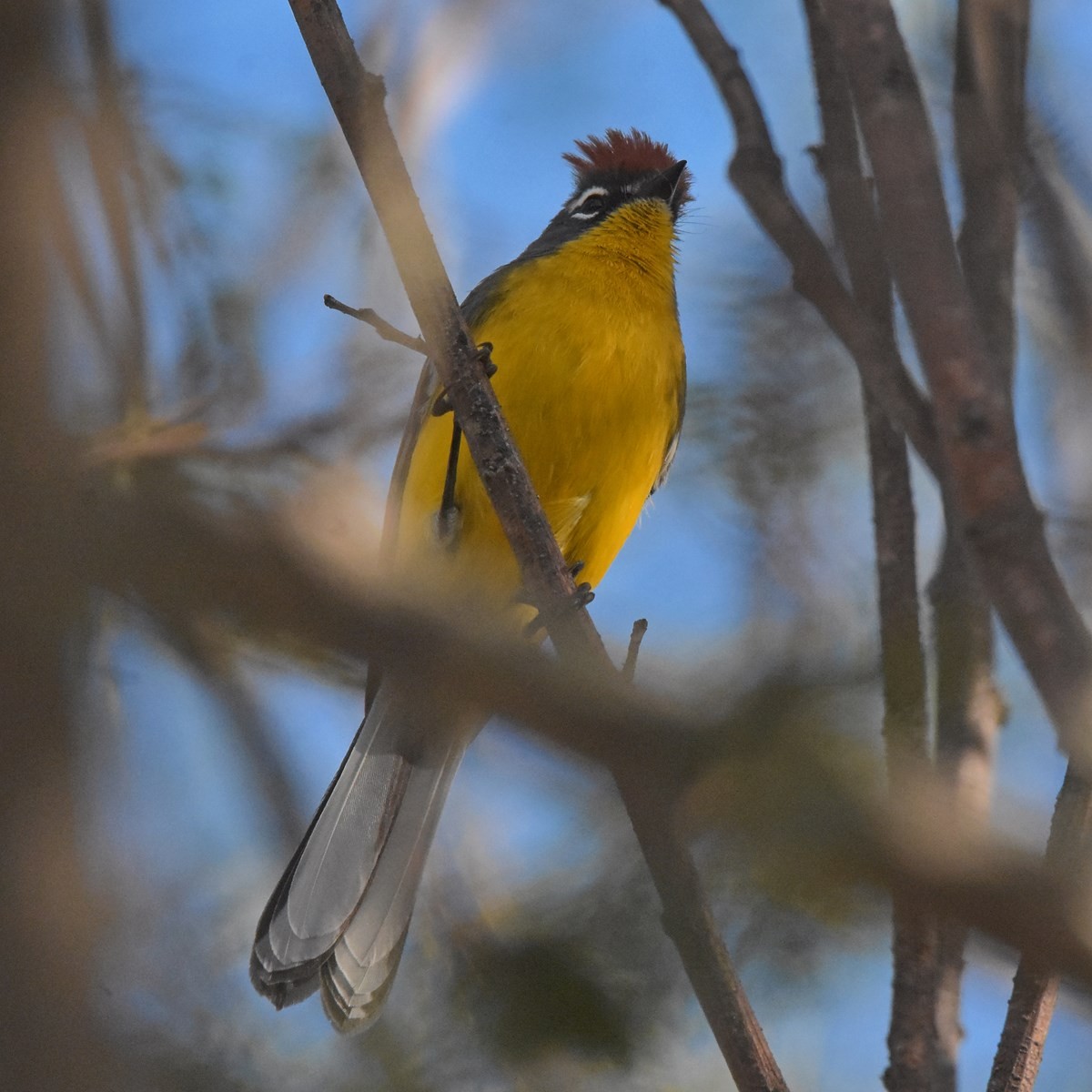 Brown-capped Redstart - Carlos De Biagi