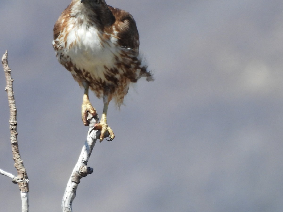 Red-tailed Hawk - Bosco Greenhead