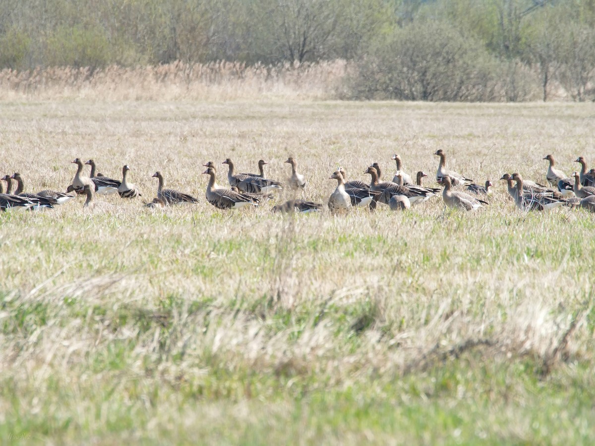 Greater White-fronted Goose - Ilya R