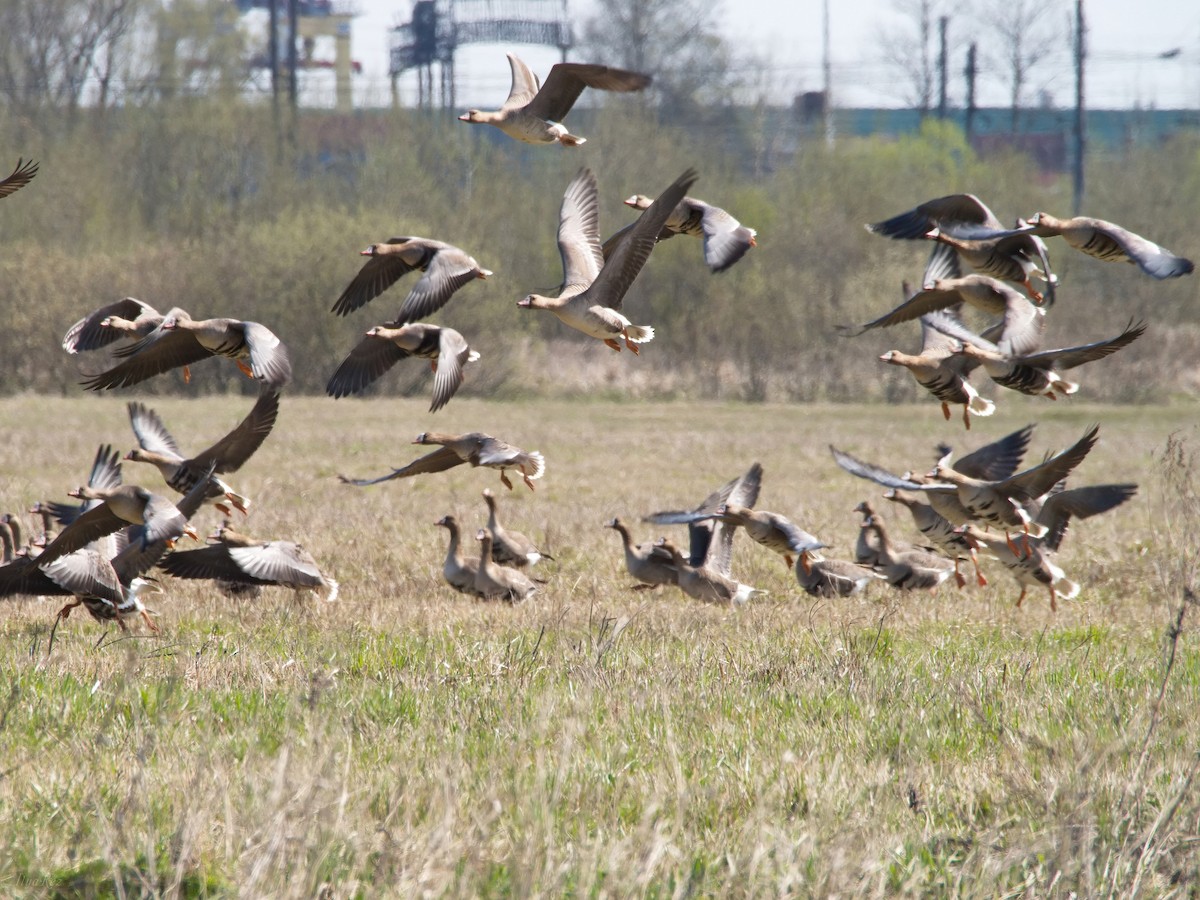 Greater White-fronted Goose - Ilya R