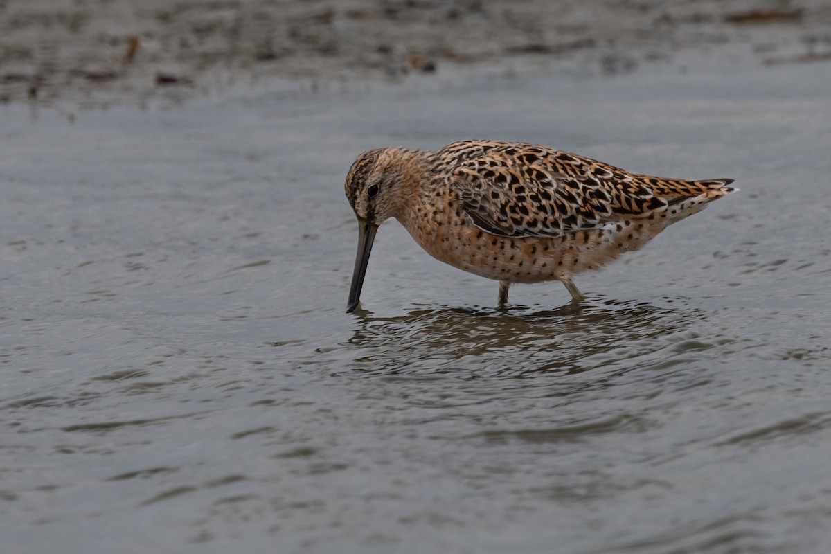 Short-billed Dowitcher - Dan Ellison